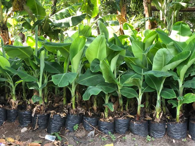 How to Plant Plantain Suckers: A Complete Beginner’s Guide