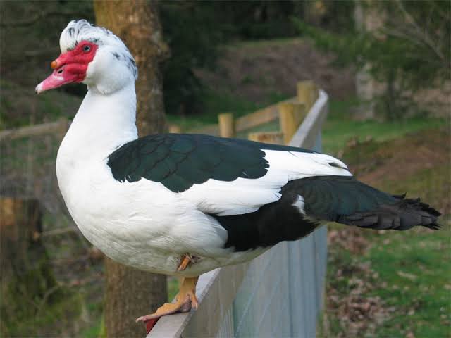 What Are Ducks? A Complete Guide for Beginners in Duck Farming