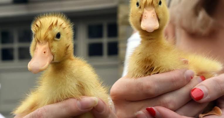 Duck House Ventilation: Complete Guide for Healthy and Productive Duck Farming