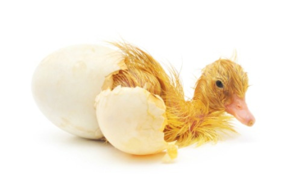 Brooding Ducklings: A Complete Beginner’s Guide to Raising Healthy and Strong Ducks