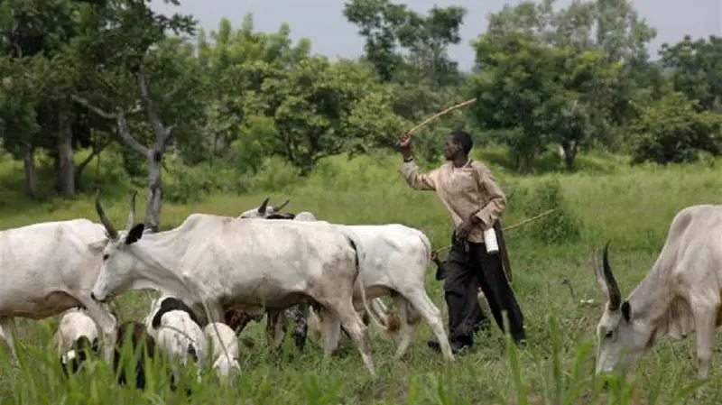 Importance of Cattle Farming: Benefits, Opportunities, and Why Every Beginner Should Start