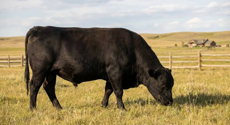How Much Does It Cost to Start a Cattle Farm? A Beginner’s Guide