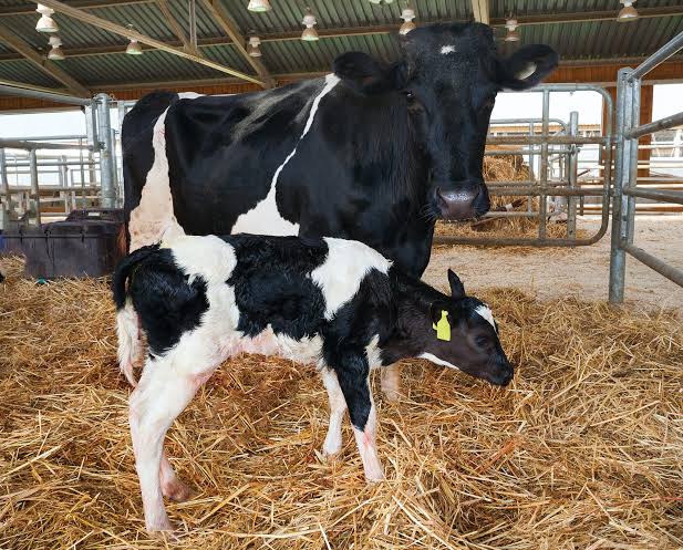 Challenges of Cattle Farming: Common Problems and How to Overcome Them
