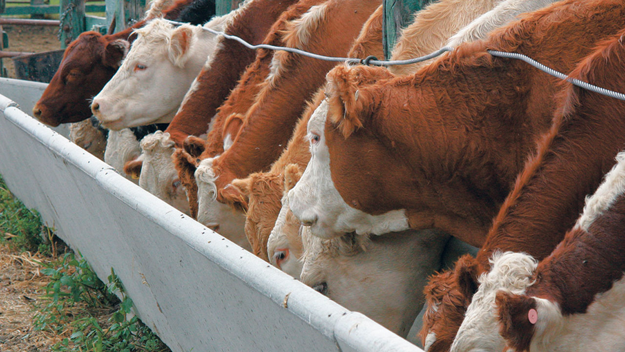 Types of Cattle Farming: A Complete Beginner’s Guide to Choosing the Right System