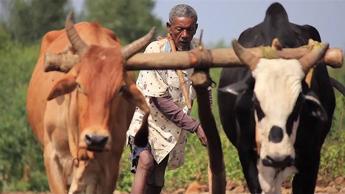 Future of Cattle Farming: Trends, Opportunities, Challenges, and Tips for Young Farmers