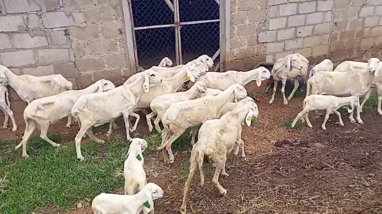 What Is Sheep Farming? A Complete Beginner’s Guide to Raising Sheep