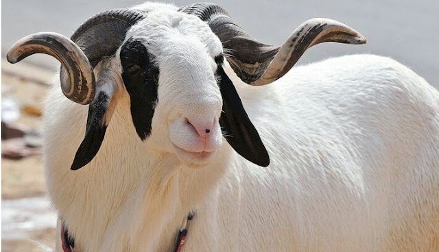 Sheep Farming Guide: How to Raise Sheep for Meat, Wool and Breeding