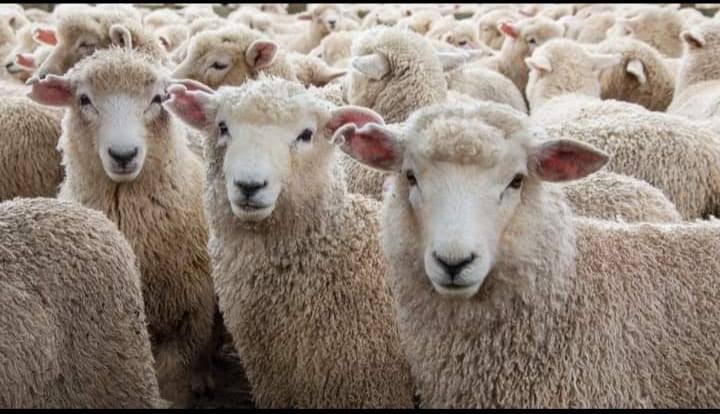 Hair Sheep vs Wool Sheep: Everything You Need to Know Before Starting Sheep Farming