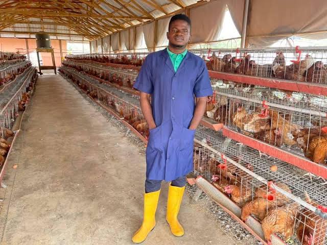 How to Set Up a Big Poultry Farm in Nigeria: A Complete Guide for Young Farmers