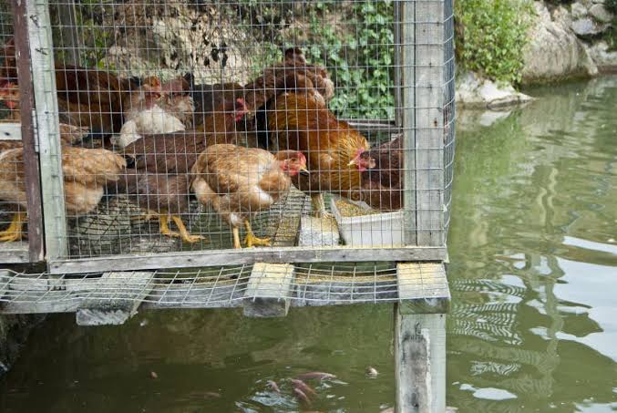 How to Combine Catfish Farming and Poultry Farming Successfully in Nigeria