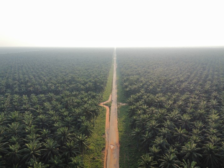 Complete Guide to Oil Palm Farming in Nigeria: A Beginner’s Guide for Young Farmers