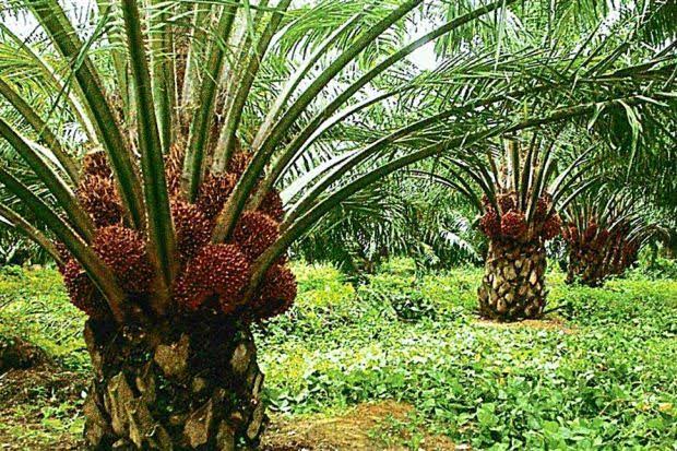 Why Oil Palm Is One of Nigeria’s Most Profitable Crops for Farmers