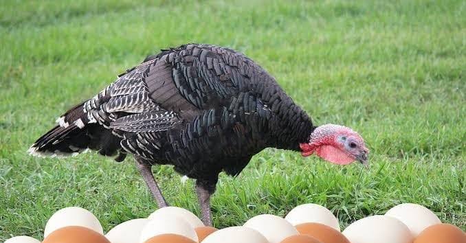 Turkey Feeding Programme in Nigeria: Starter, Grower & Finisher