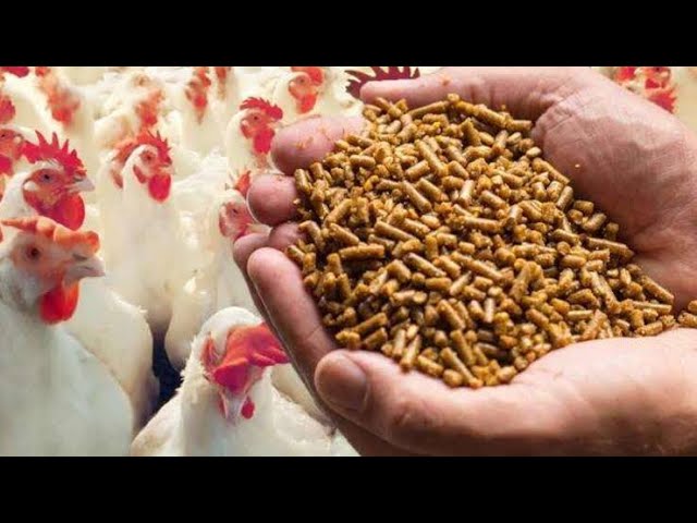 Poultry Feed Formulation: How to Make Starter, Grower & Finisher Feed