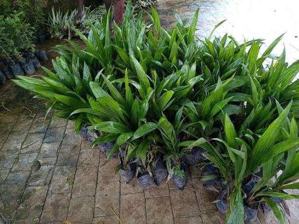 Where to Buy Genuine Oil Palm Seedlings in Nigeria: NIFOR, Trusted Nurseries & Buying Guide