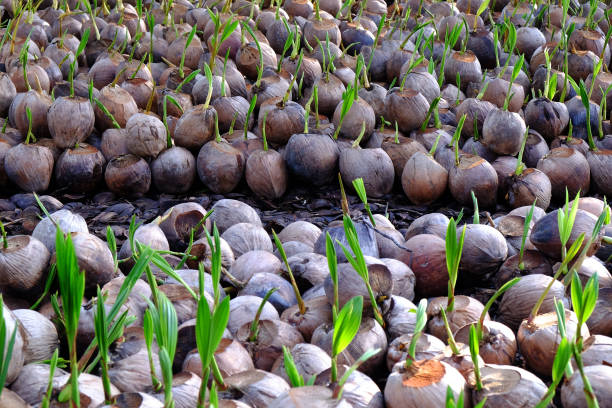 How to Identify Genuine Tenera Oil Palm Seedlings in Nigeria