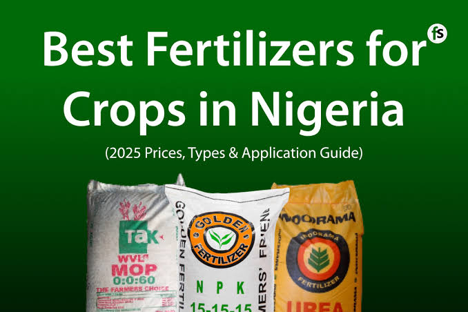 Best Fertilizer for Oil Palm Trees in Nigeria: Complete Guide for Farmers