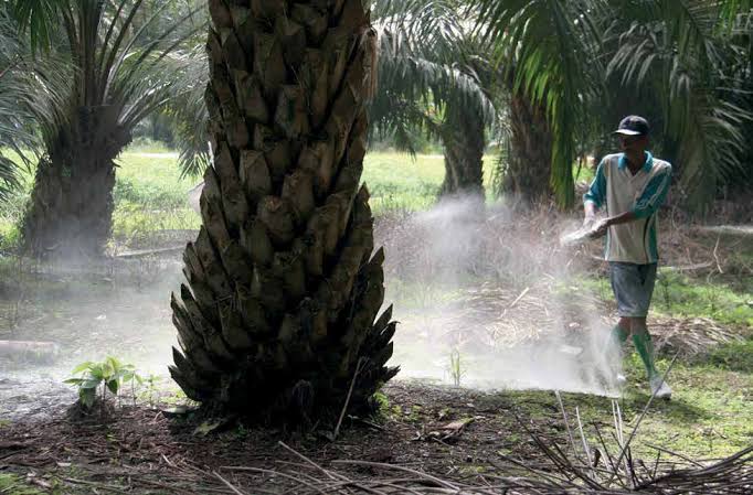 Oil Palm Fertilizer Guide: When and How to Apply Fertilizer