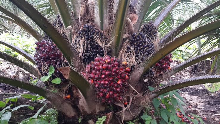 How Many Years Does Oil Palm Take to Start Producing in Nigeria?
