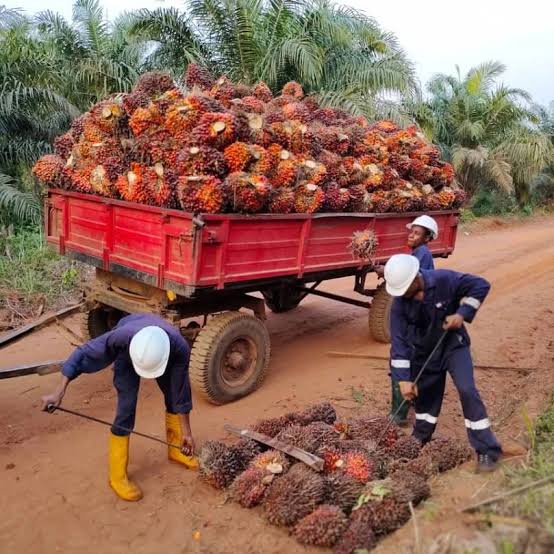 How Much Palm Oil Can 1 Hectare Produce in Nigeria?