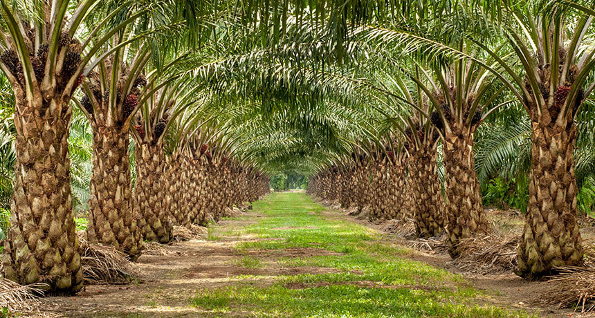 How Much Can 1 Hectare of Oil Palm Make Per Year in Nigeria?