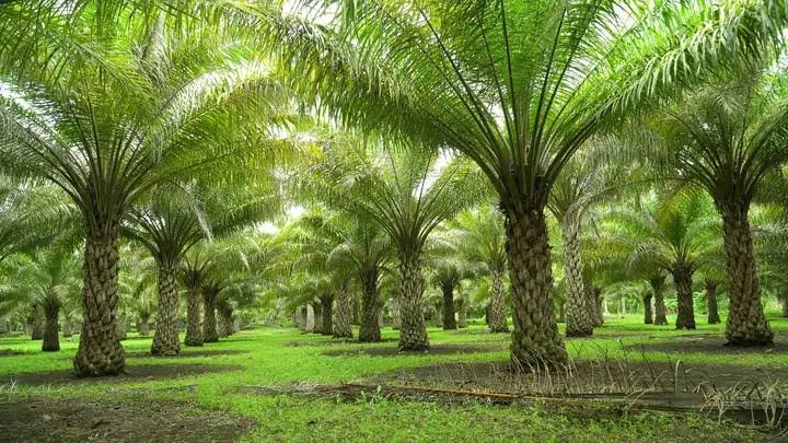 Best Oil Palm Spacing per Hectare in Nigeria: 7m, 8m or 9m?