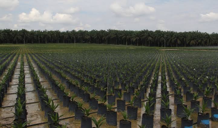 How to Start an Oil Palm Nursery in Nigeria: Complete Beginner’s Guide