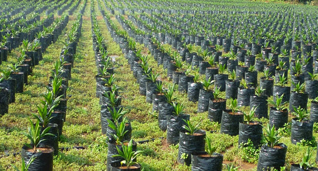 How Long Should Oil Palm Seedlings Stay in the Nursery? Complete Beginner’s Guide