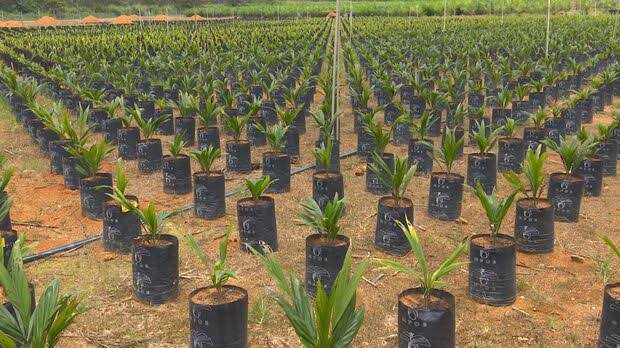 Oil Palm Nursery Business in Nigeria: Cost, Profit and How to Start