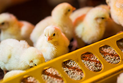 Chick Feeding Guide: What to Feed Day-Old Chicks for Fast Growth