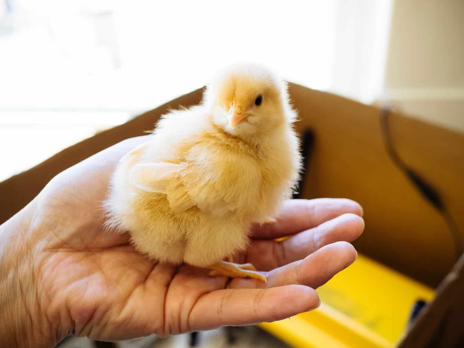 Chicken Growth Stages: Complete Guide From Day-Old Chicks to Adult Birds