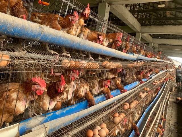 Layer Farming in Nigeria: Feeding, Vaccination, Housing and Profit