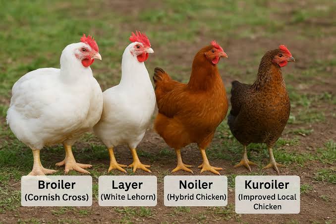 Chicken Breeds in Nigeria: Best Breeds for Meat, Eggs and Dual Purpose