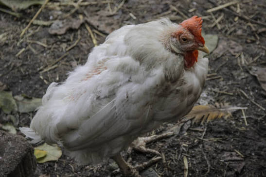Why Are My Chickens Dying Suddenly? Causes and What to Do