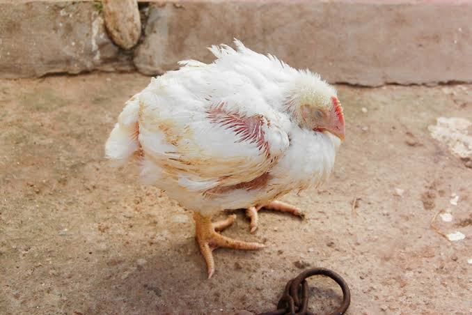 Chicken Health: Signs of Sickness Every Young Farmer Should Know