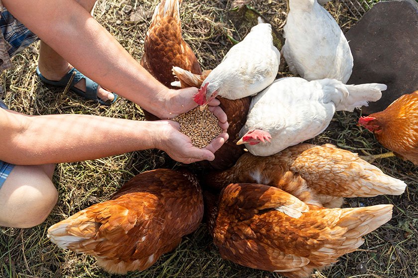 Chicken Feed Intake: How Much Should Chickens Eat Daily?