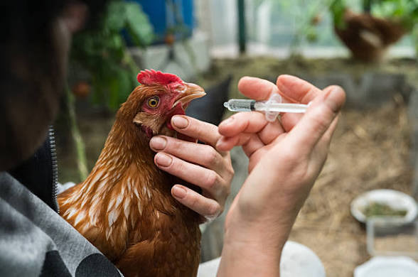 Chicken Vaccination Schedule in Nigeria: Complete Poultry Guide