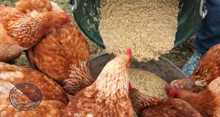 Best Alternative Ingredients to Maize in Poultry Feed
