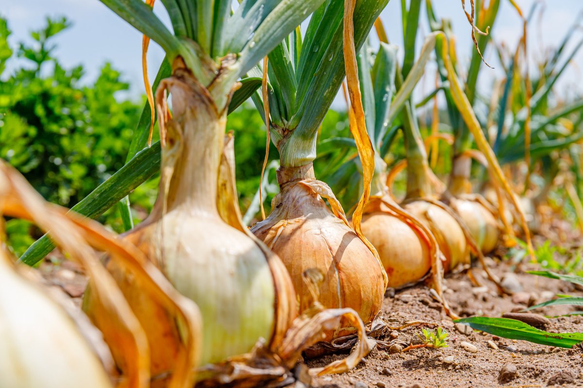 Onion Farming in Nigeria: Complete Beginner’s Guide
