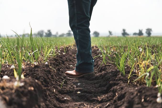How to Prepare Land and Plant Onions in Nigeria: Complete Guide