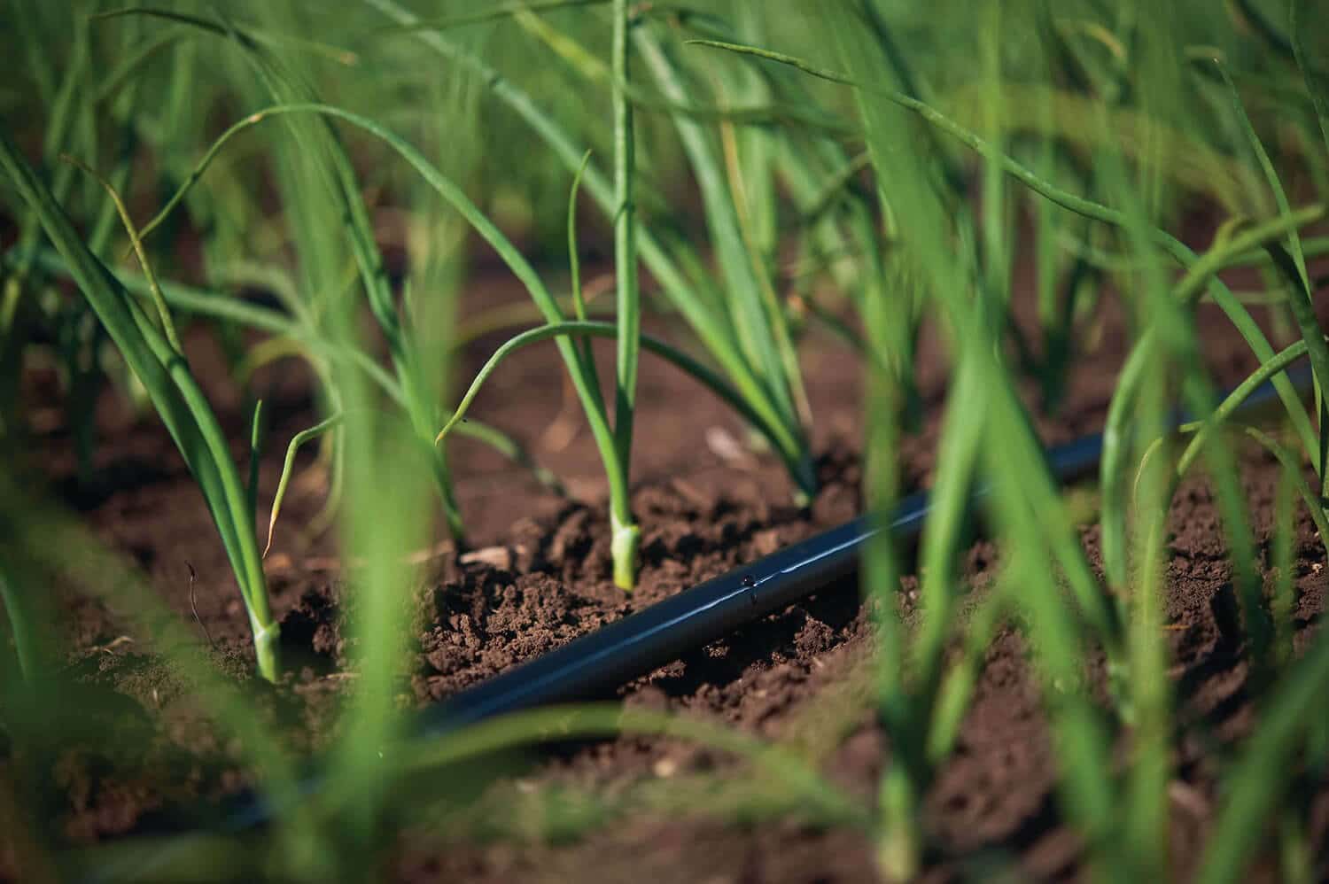 Drip Irrigation for Onion Farming: Benefits, Setup and Water Requirements