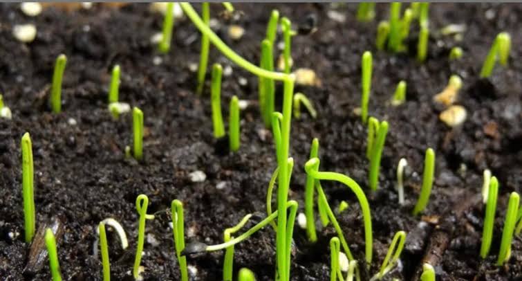 Onion Fertilizer Application Guide From Planting to Harvest