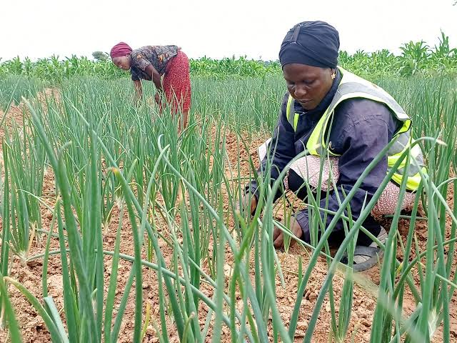 How to Care for Onion Plants After Transplanting: Complete Guide