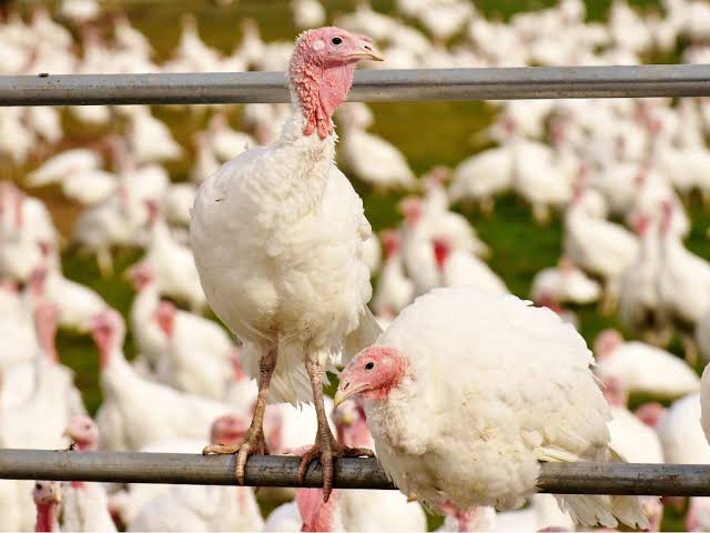 When to Start Turkey Farming for December Sales – Complete Guide for Young Poultry Farmers