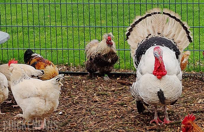 Why Farmers Should Separate Chickens and Turkeys as They Grow – Poultry Farming Guide