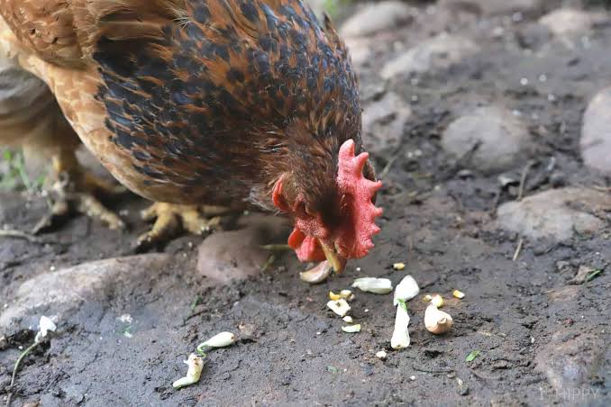 Natural Ways to Strengthen Chickens and Turkeys: Healthy Tips for Poultry Farmers