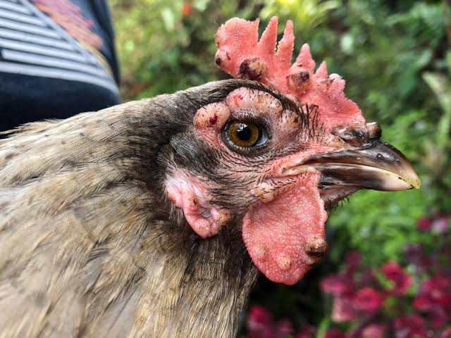 Chicken Pox on the Face? How to Identify & Manage Fowl Pox